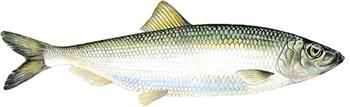 Strömming Östersjöfisk som inte bör ätas